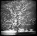 Providence: Snow Tree, 2003